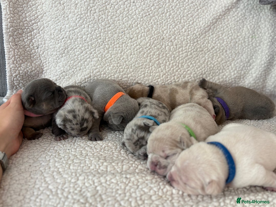 French Bulldog dogs for sale: French bulldog pedigree litter - Image 20