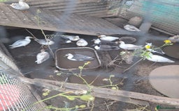 Ducks poultry for sale: Various call duck drakes  - Image 2
