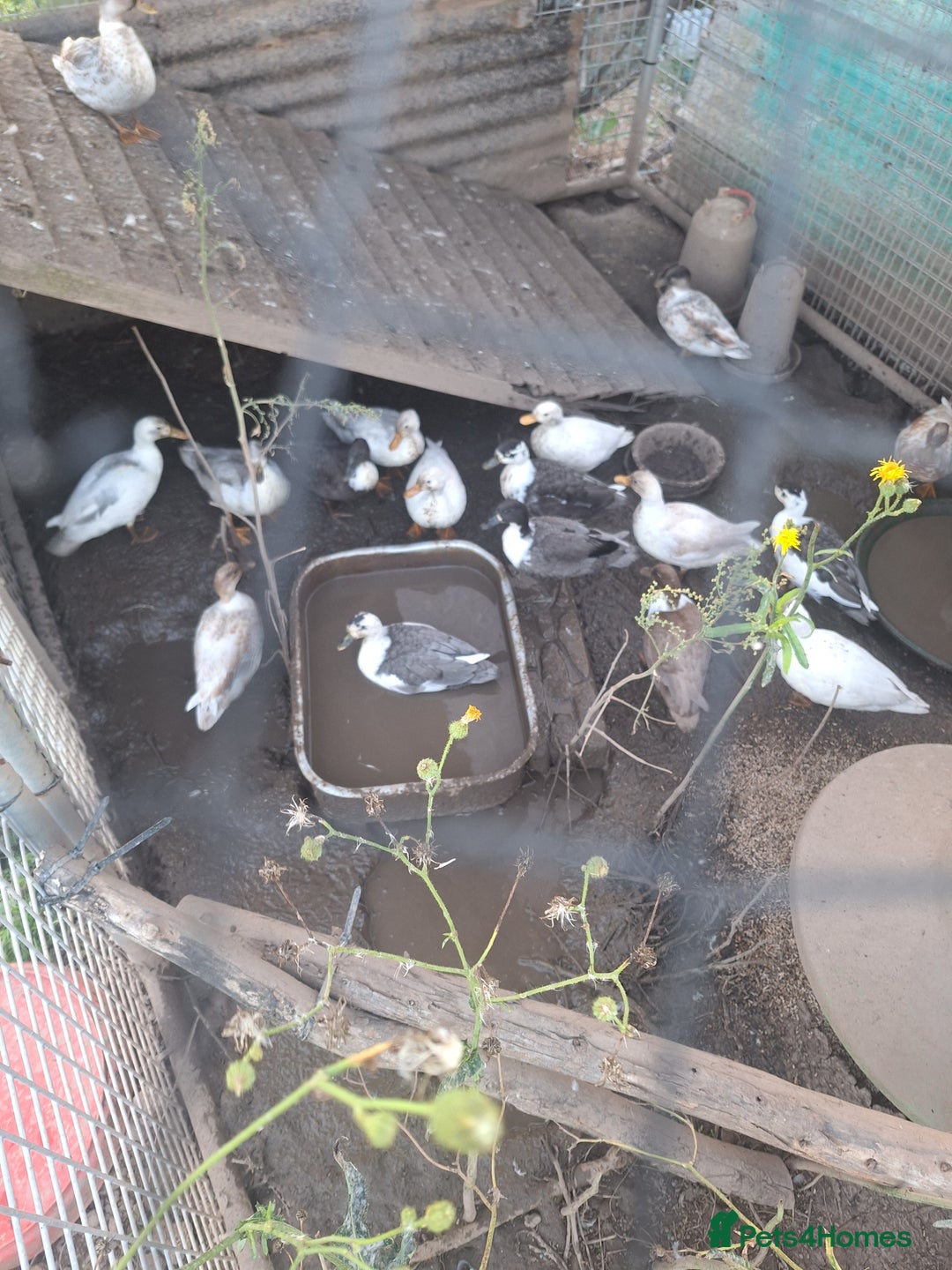 Ducks poultry for sale: Various call duck drakes  - Image 2
