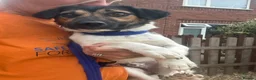 Mixed Breed dogs for adoption: Gumbo - Norwich Norfolk  - Advert 13
