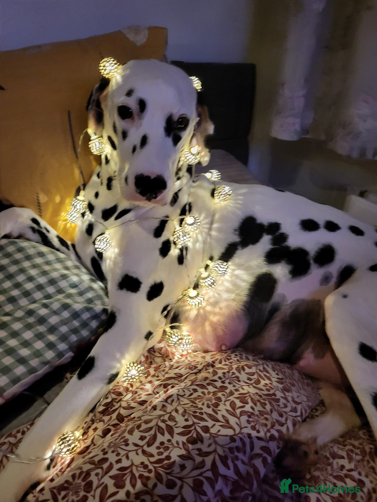 Dalmatian dogs Dalmation Puppies For Sale - Advert 3