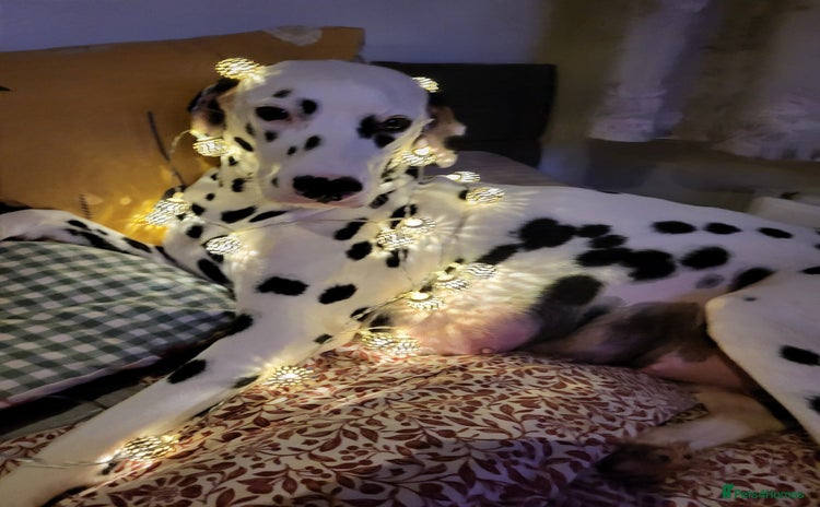 Dalmatian dogs Dalmation Puppies For Sale - Advert 1