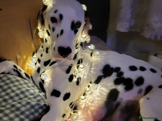 Dalmatian dogs Dalmation Puppies For Sale - Advert 1