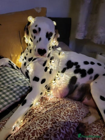 Dalmatian dogs Dalmation Puppies For Sale - Advert 1