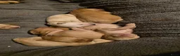 Labrador Retriever dogs for sale: Stunning labrador pups  in Spalding - Advert 9