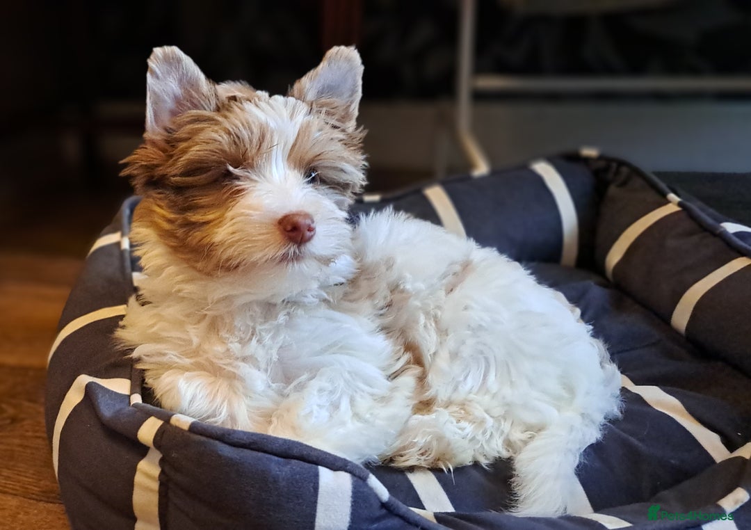 Yorkshire Terrier dogs for sale: 1 Boy & 3 Girls with Unique Coats - Advert 23