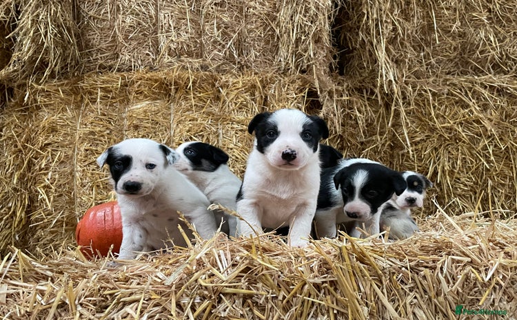 Border Collie dogs - Advert 1