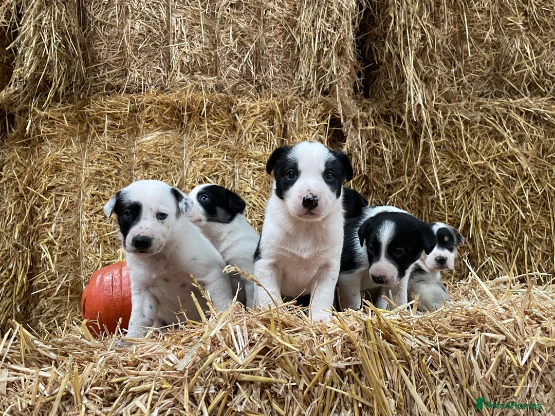 Border Collie dogs for sale: Beautiful cheeky border collies for sale - Image 1