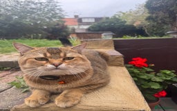 Scottish Fold cats for sale: Cookie Looking for a Loving Home - Image 4