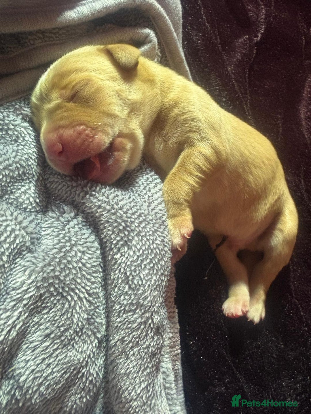 Labrador Retriever dogs for sale: Fox red Labrador Boy  - Advert 7