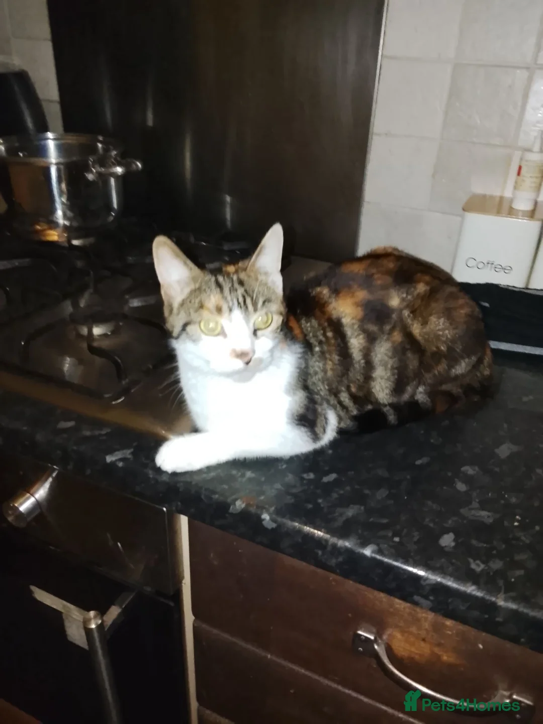 British Longhair cats for sale: Girls,and boys - Advert 1