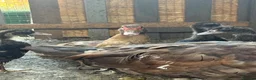 Chickens poultry for sale: Various chickens and ducks for sale - Advert 10