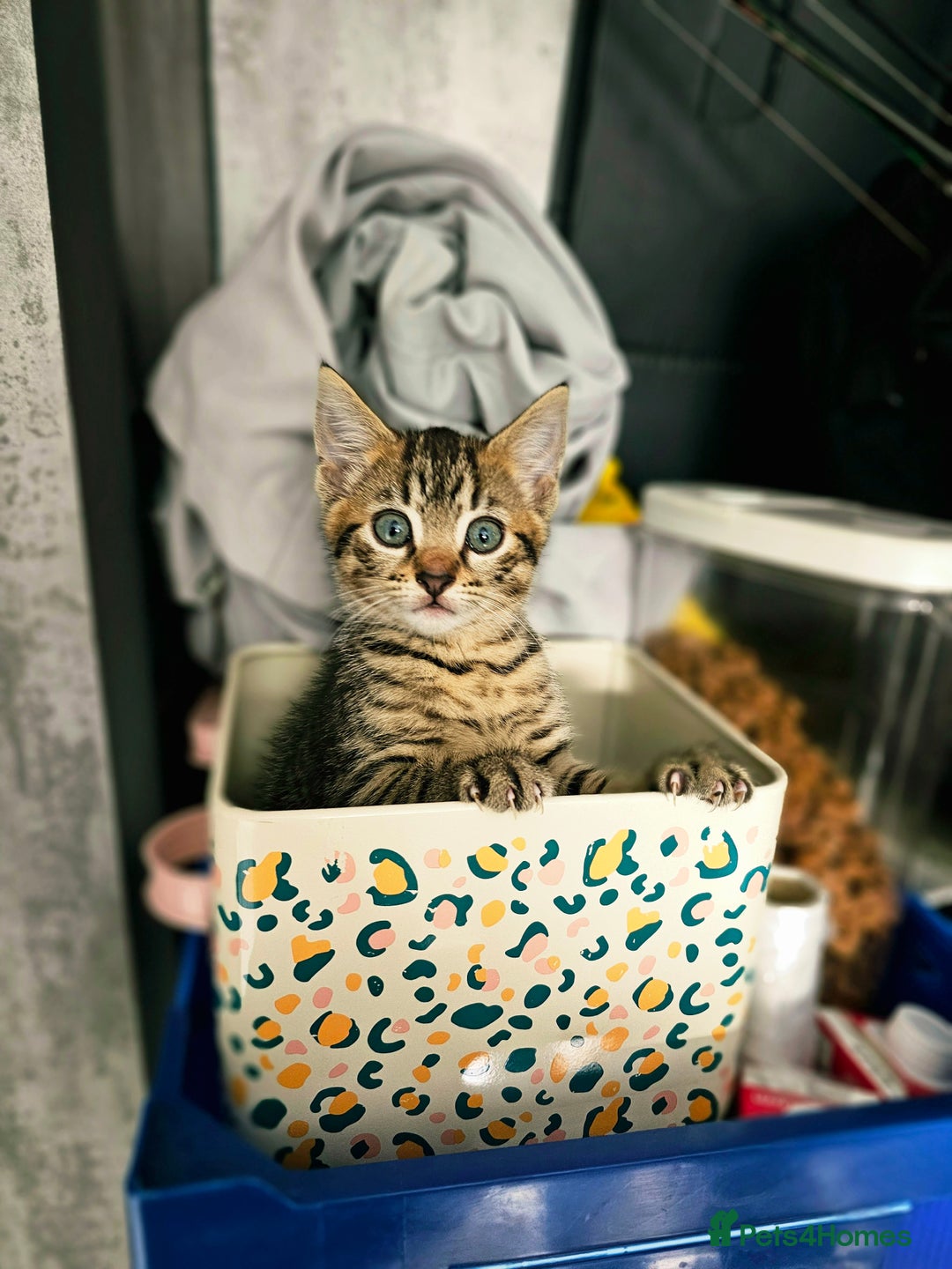 Mixed Breed cats for sale: 3 Beautiful kittens looking for home - Image 2