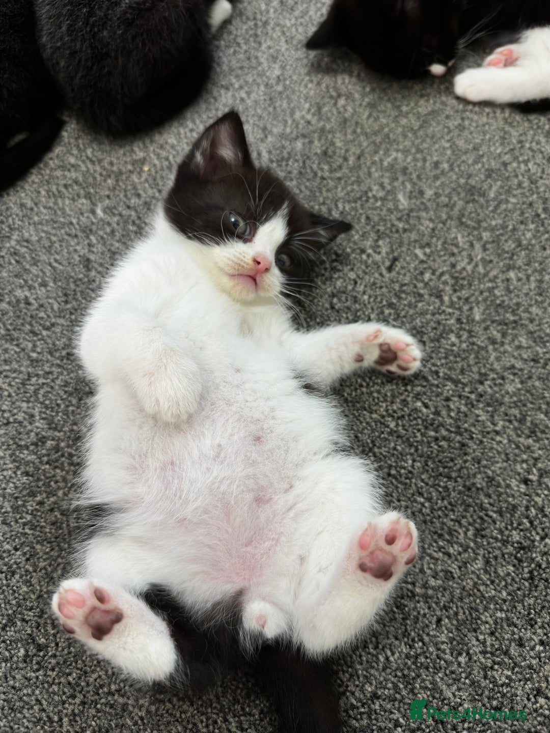 British Shorthair cats for sale: British short hair cross  - Image 23