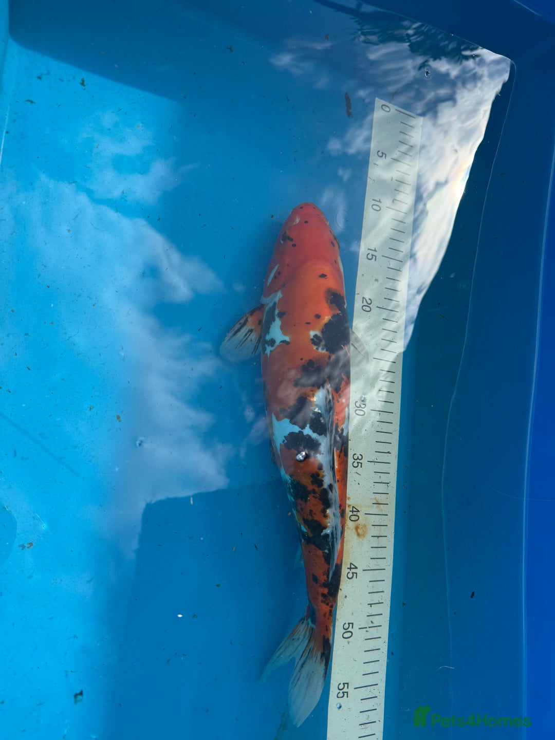 Koi Carp fish for sale: Various koi carp for sale  - Image 22