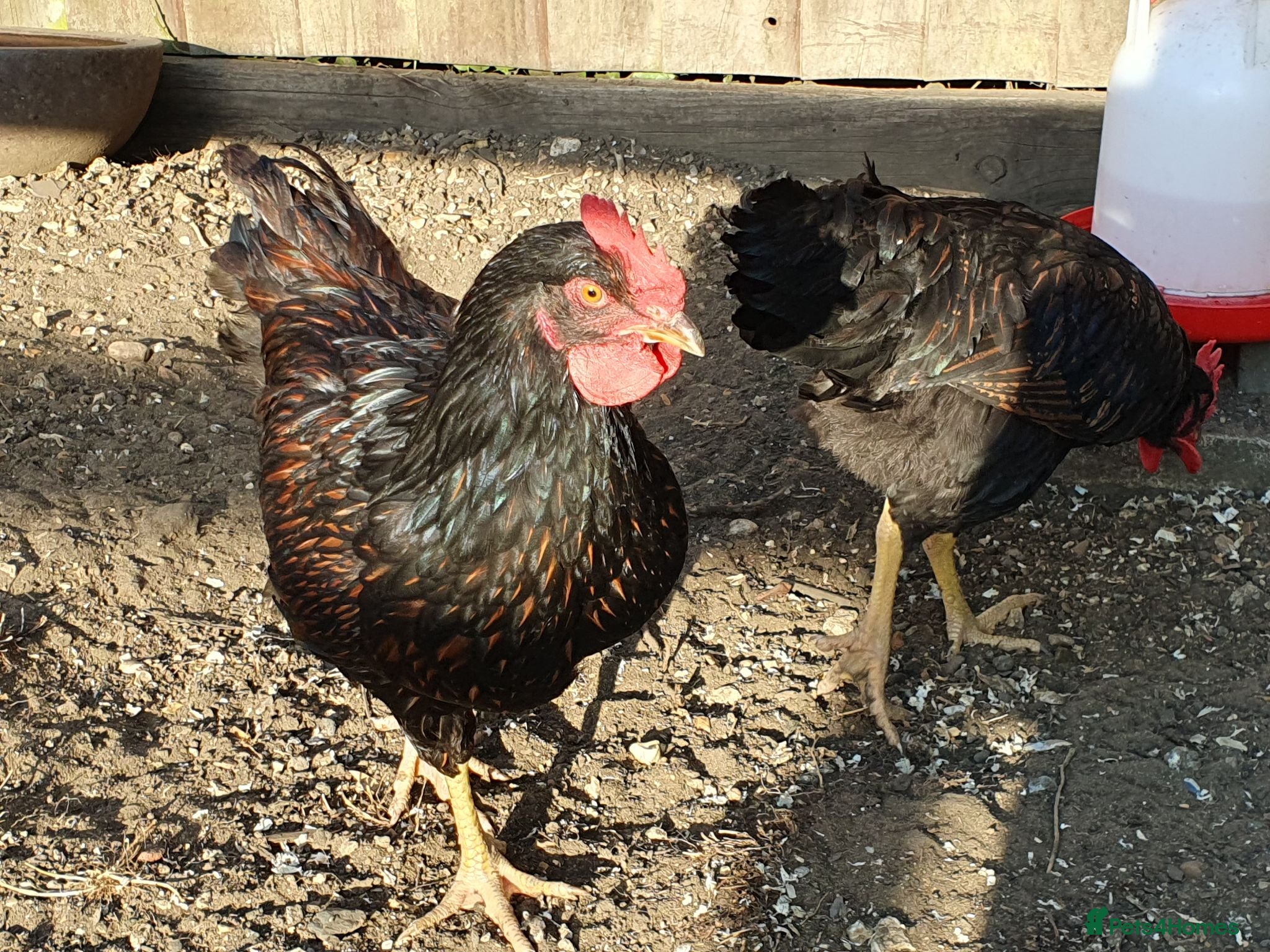 Chickens poultry Gold Laced Barnevelder Cockerels - Advert 1