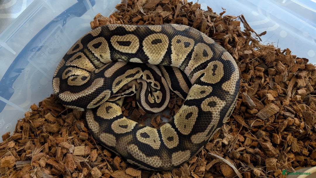 Python Snake reptiles for sale: Adult Ball Python's  - Image 3
