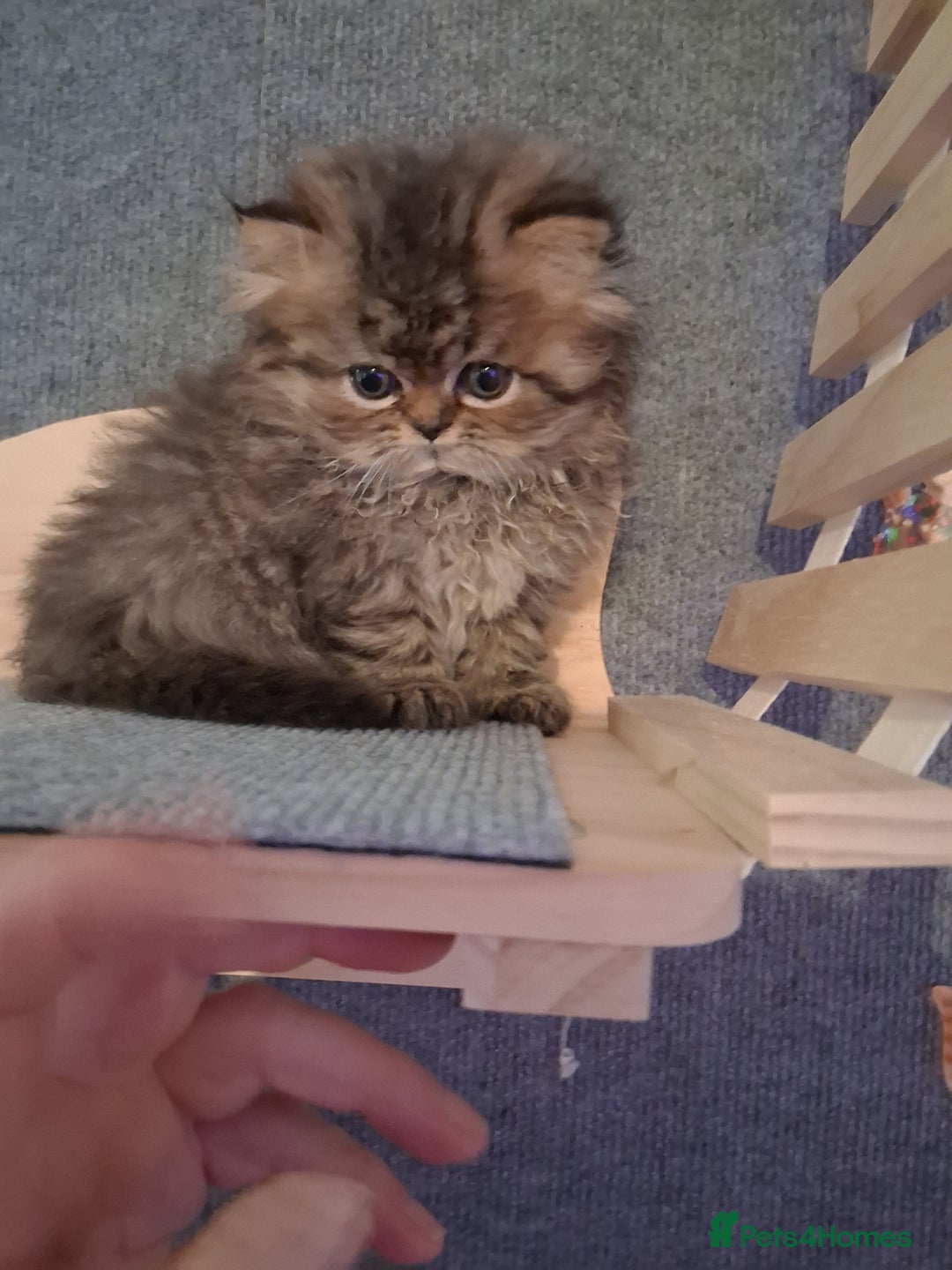 Persian cats for sale: Boys!!!!!Persian golden Chinchillas - Advert 8