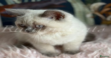 British Shorthair cats - Advert 13