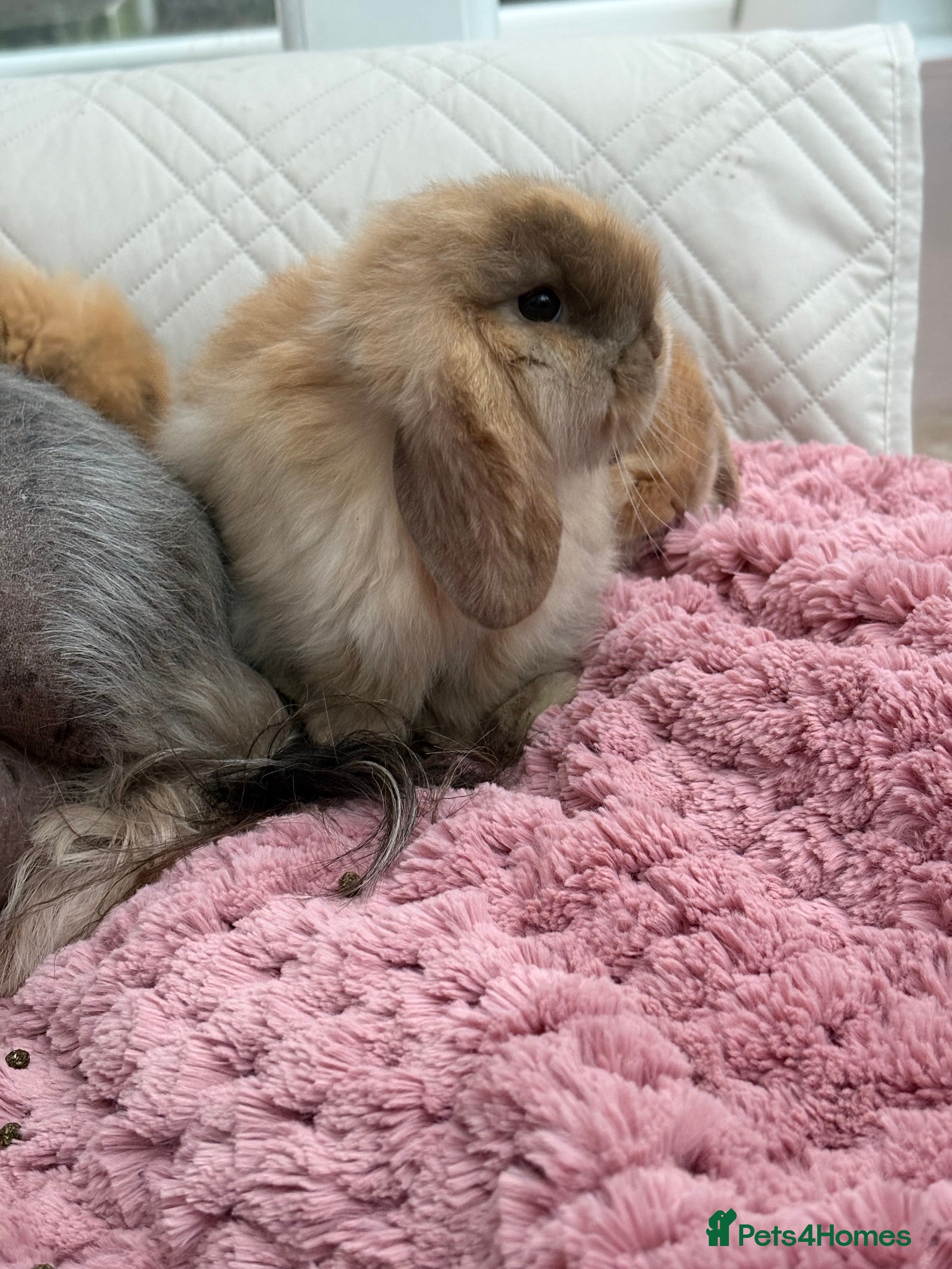 Mini Lop rabbits Vaccinated/raised indoors, mini lops and lion lop  - Advert 17