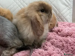Mini Lop rabbits Vaccinated/raised indoors, mini lops and lion lop - Advert 17