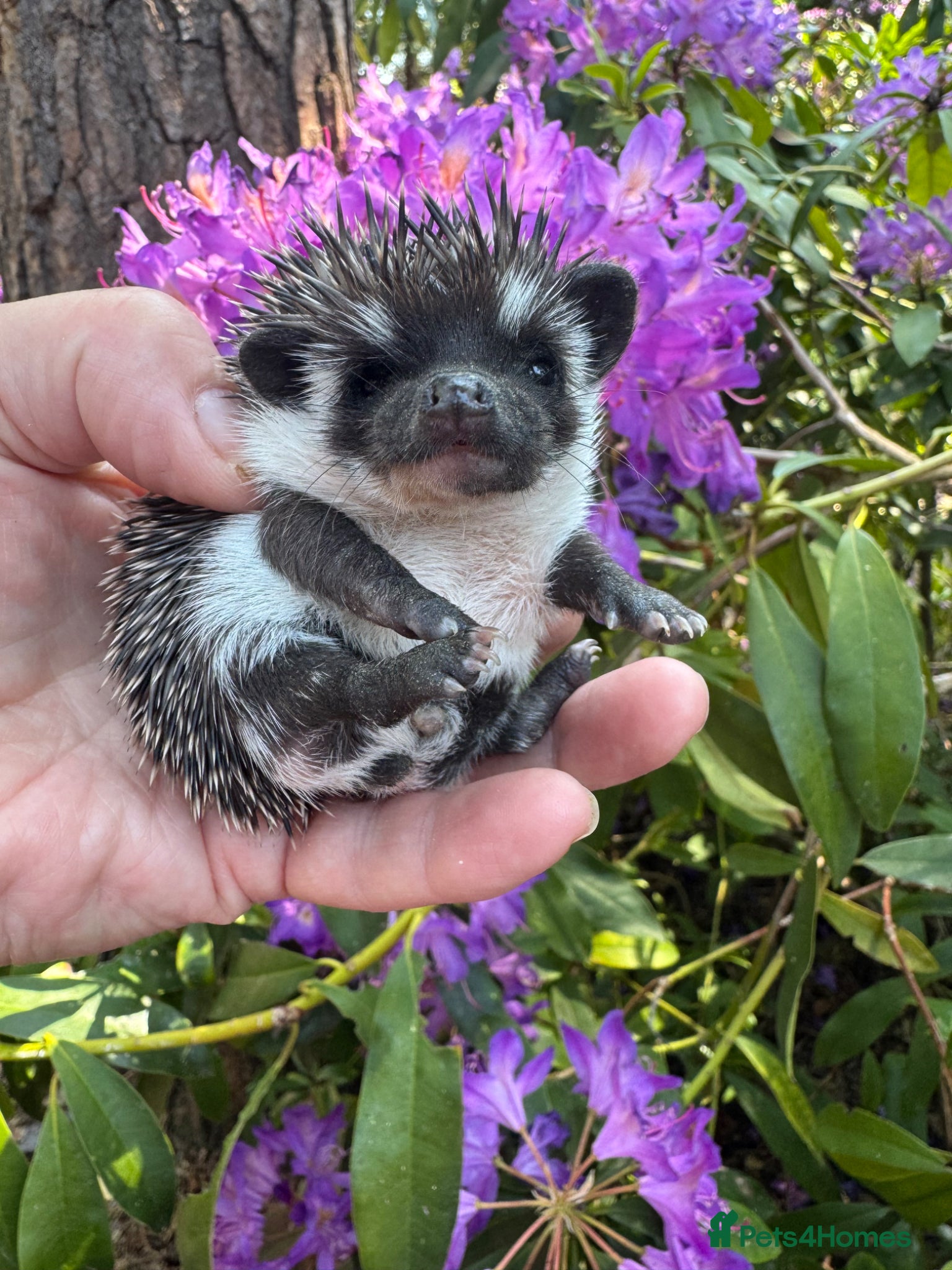 Pygmy Hedgehog rodents 8 week hoglets READY  with/ without set up  - Advert 1