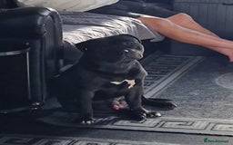 Staffordshire Bull Terrier dogs for sale: Blue Female Staffordshire Bull Terrier - Image 16