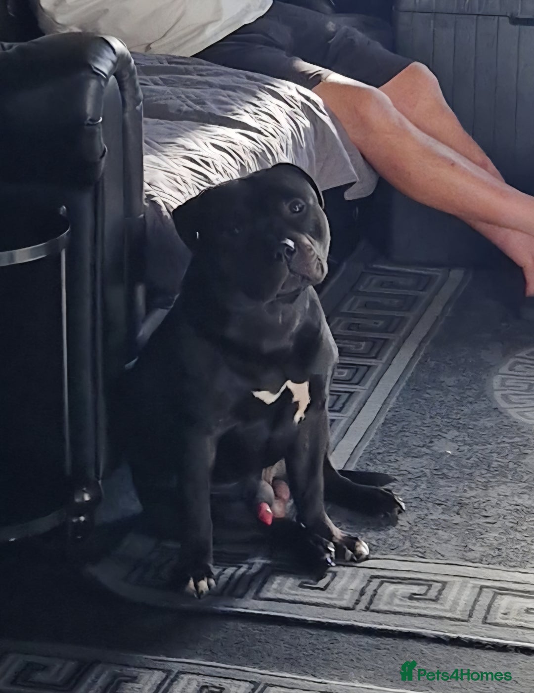 Staffordshire Bull Terrier dogs for sale: Blue Female Staffordshire Bull Terrier - Image 16