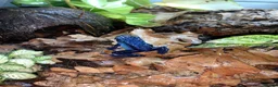 Frog reptiles for sale: Azureus dart frogs in Sidcup - Advert 13