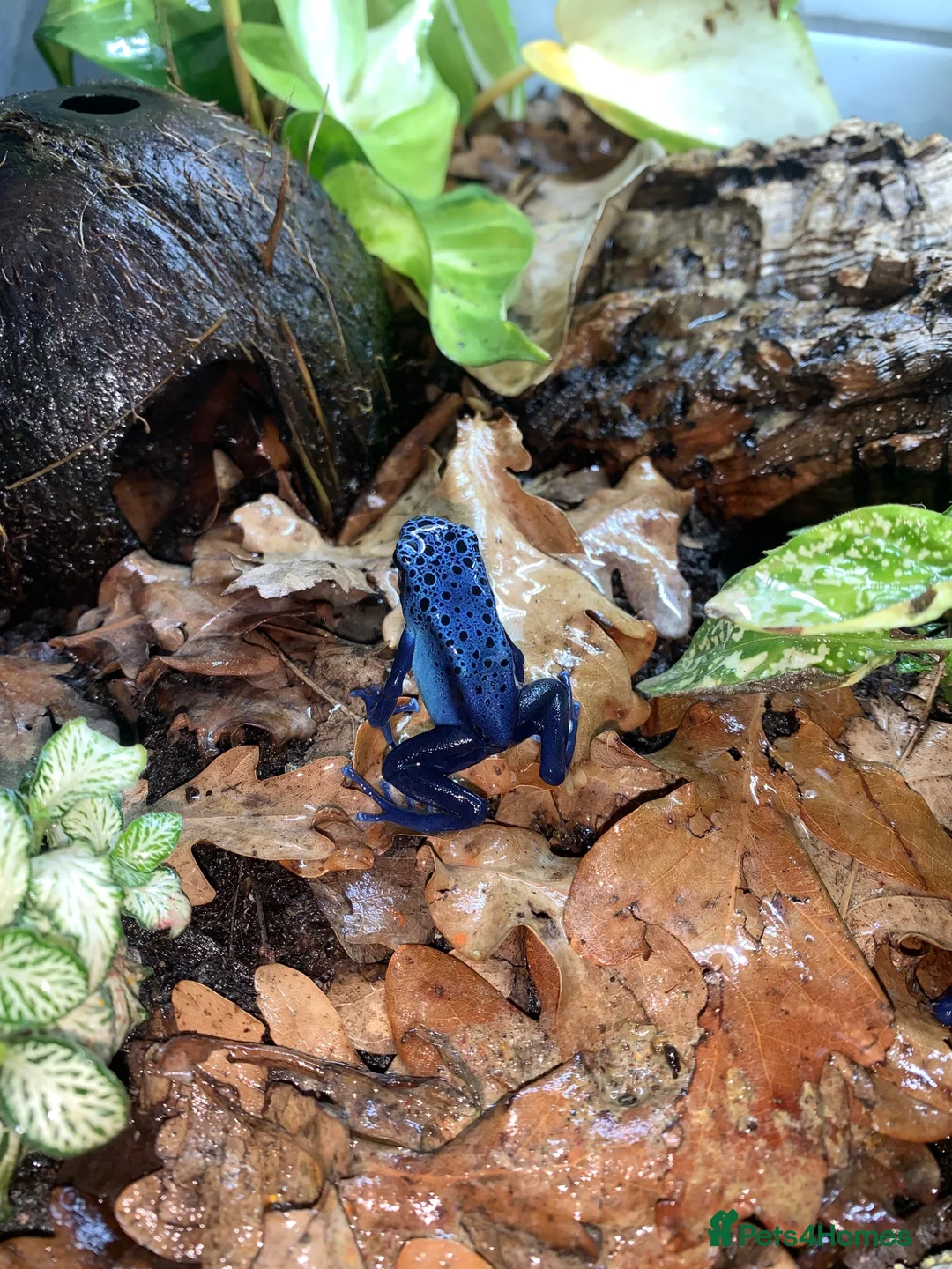 Frog reptiles for sale: Azureus dart frogs in Sidcup - Advert 13