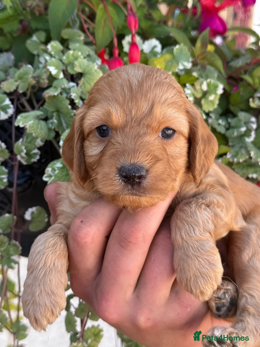 Miniature Poodle dogs for stud: Deep red miniature poddle for stud  - Advert 7