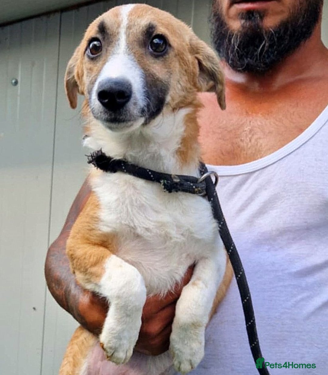 Mixed Breed dogs for adoption: 🐾 Rosie – a girl with a heart full of love 🐾 - Image 2
