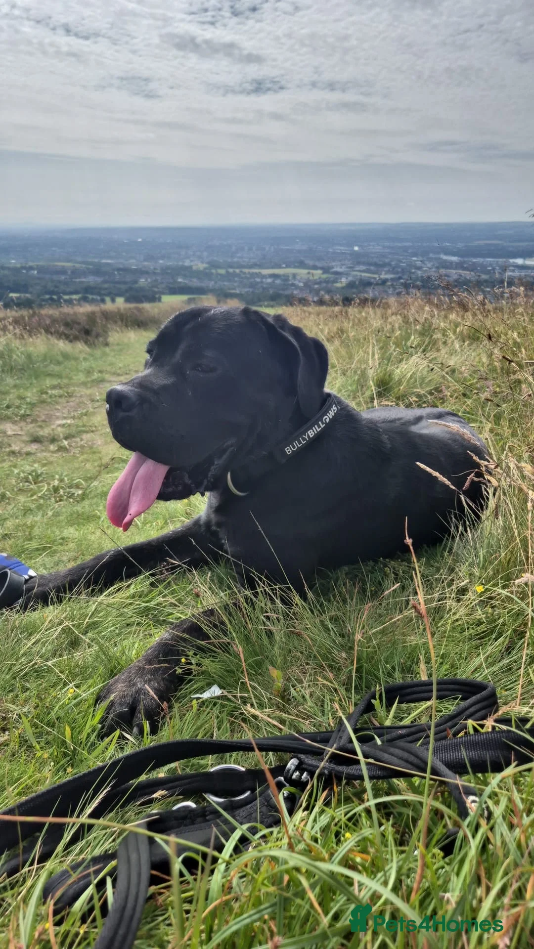 Cane Corso dogs for sale: Male Cane corso  in Clydebank - Advert 4