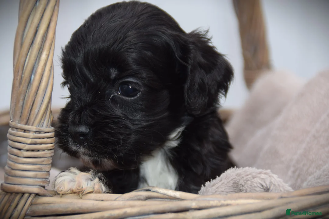 Cockapoo dogs for sale:  cockapoo one beautiful blacl and white girl left - Advert 10