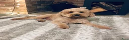 Cockapoo dogs for sale: Beautiful playful F1b cockapoos  - Advert 5