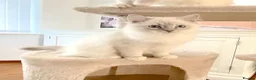 Ragdoll cats for sale: INDOOR GCCF REG CHOCOLATE LILAC RAGDOLL KITTENS - Advert 12