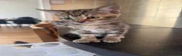 Mixed Breed cats for sale: Gorgeous Kittens  - Advert 7