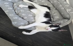 Mixed Breed cats for sale: Stunning maincoon x smudge  - Image 3