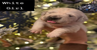 Golden Retriever dogs KC REG WHITE FULLY HEALTH TESTED PARENTS - Advert 5