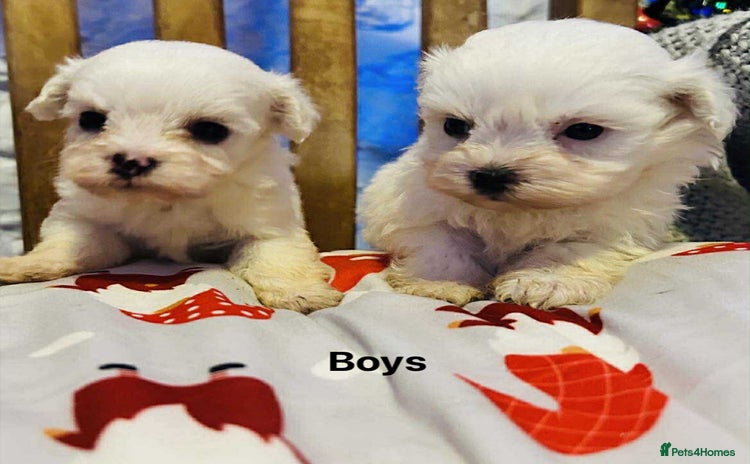 Maltipoo dogs - Advert 2
