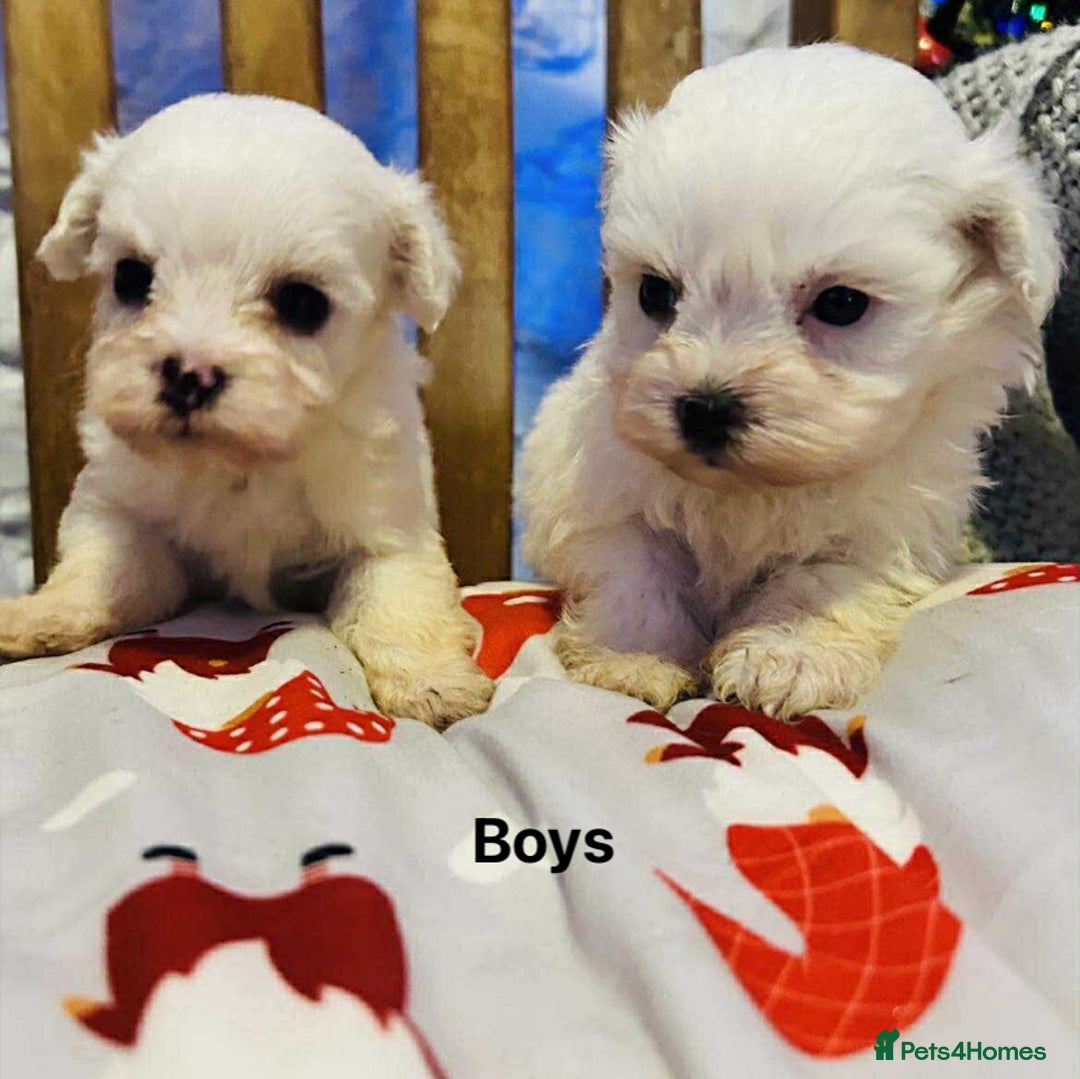 Maltipoo dogs for sale: F1 Maltipoo Puppies  - Image 4