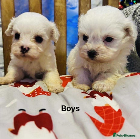 Maltipoo dogs - Advert 2