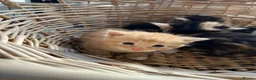 Mixed Breed cats for sale: Stunning tortoiseshell/ ginger long/mid hair kits - Advert 10
