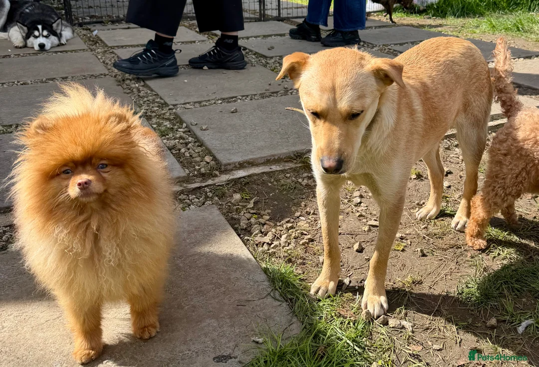 Golden Retriever dogs for adoption: 🐾 ZOE – Labrador Retriever (Female) - Advert 2