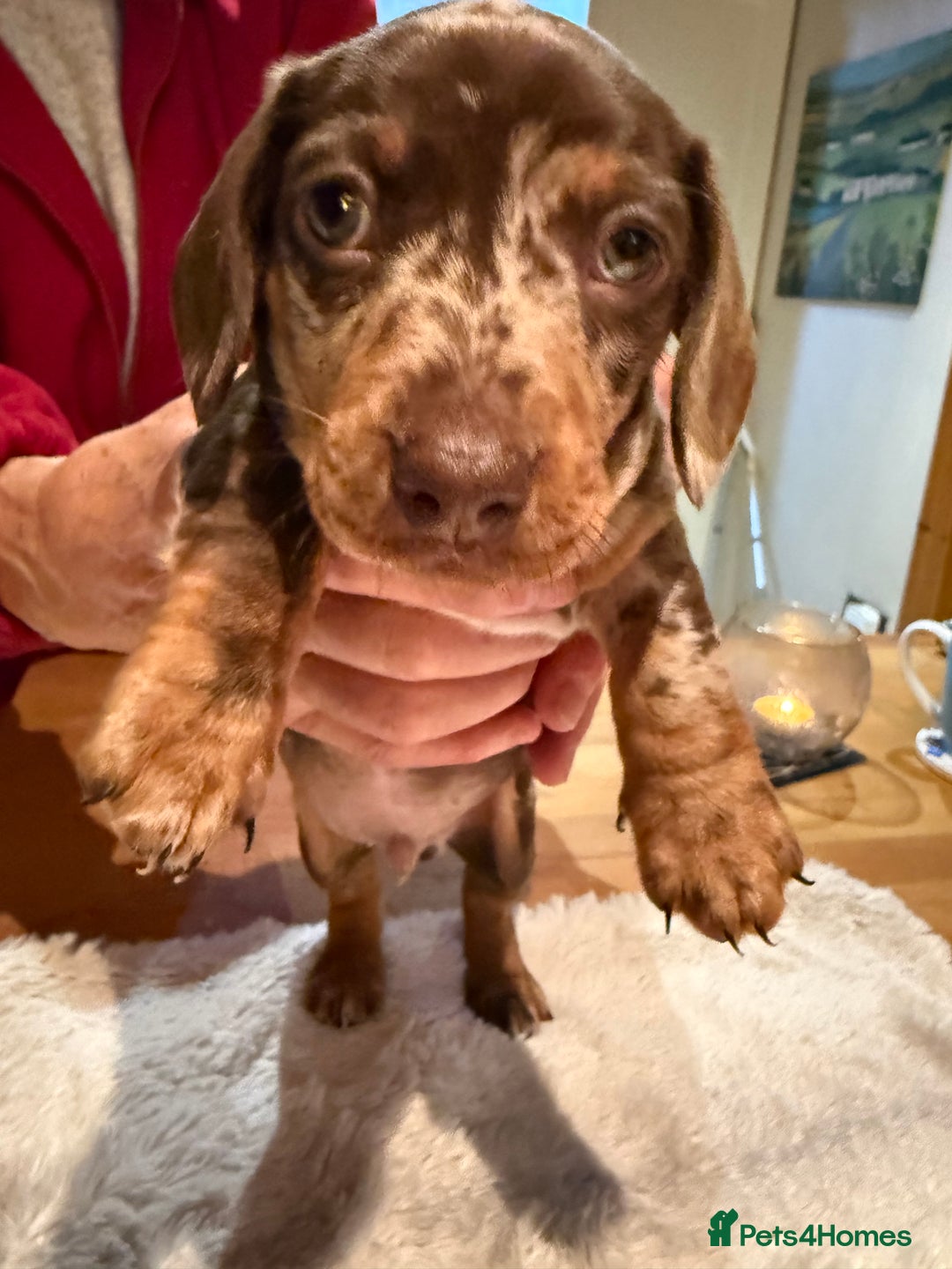 Miniature Dachshund dogs for sale: Miniature Dachshund puppies for sale - Advert 6