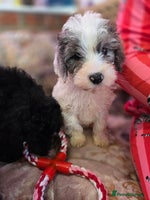 Cockapoo dogs Stunning mini cockapoo dna checked puppies - Advert 3