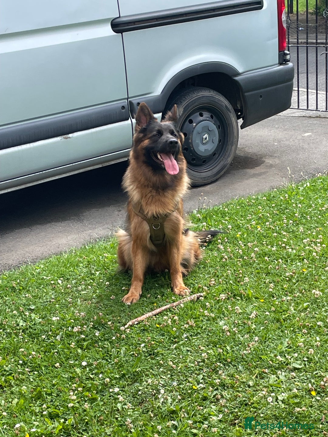 German Shepherd dogs for sale: germen Shepard  - Image 2