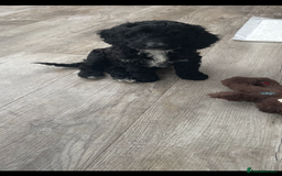 Cockapoo dogs for sale: Boni’s F1b pups, 2 little ones available 🖤🖤 - Image 10