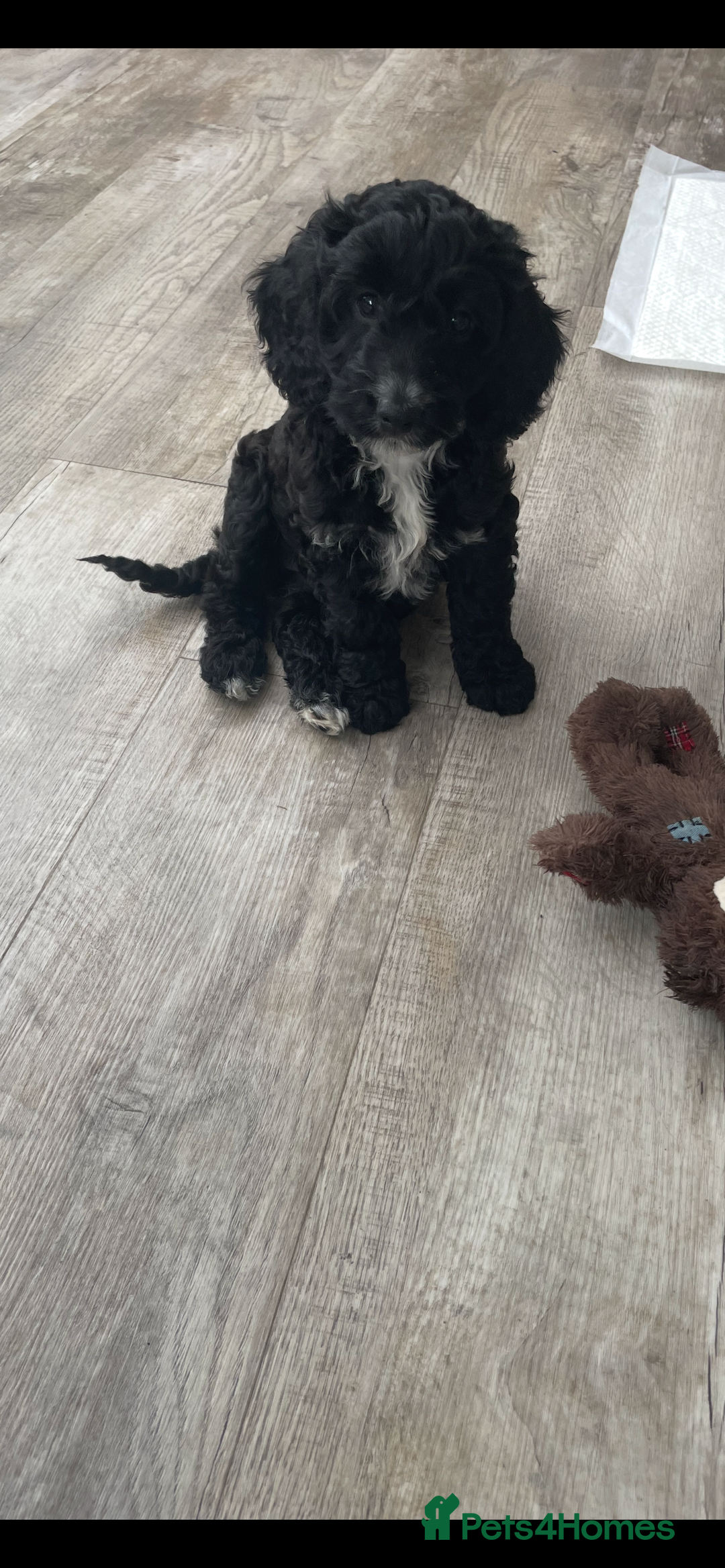 Cockapoo dogs for sale: Boni’s F1b pups, 2 little ones available 🖤🖤 - Image 10