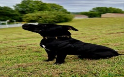 Staffordshire Bull Terrier dogs for stud: TOP QUALITY STUD WITH THE BEST BLOODLINES in Swansea - Image 1